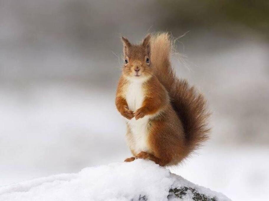 Red Squirrel Log Cabin With Hot Tub Keith Eksteriør bilde